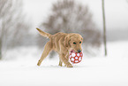 young Golden Retriever