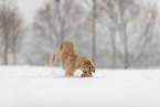 young Golden Retriever