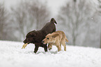2 dogs