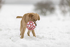 young Golden Retriever