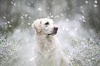 female Golden Retriever