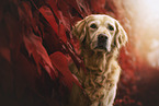 Golden Retriever in autumn foliage