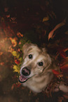 Golden Retriever in autumn foliage