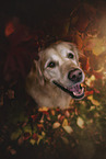 Golden Retriever in autumn foliage