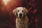 Golden Retriever in autumn foliage