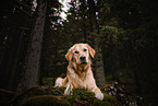 female Golden Retriever