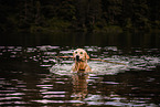 female Golden Retriever