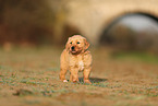 Golden Retriever Puppy