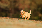 Golden Retriever Puppy