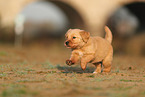 Golden Retriever Puppy