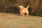 Golden Retriever Puppy