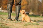 Golden Retriever Puppy