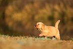 Golden Retriever Puppy