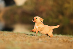Golden Retriever Puppy