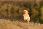 Golden Retriever Puppy