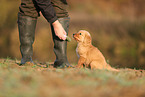Golden Retriever Puppy