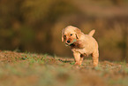 Golden Retriever Puppy