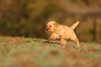 Golden Retriever Puppy