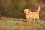Golden Retriever Puppy