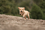 Golden Retriever Puppy