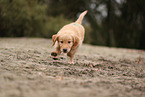 Golden Retriever Puppy