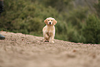 Golden Retriever Puppy
