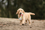 Golden Retriever Puppy