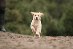 Golden Retriever Puppy