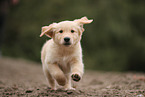 Golden Retriever Puppy