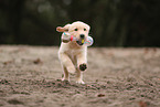 Golden Retriever Puppy