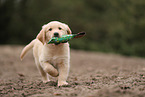 Golden Retriever Puppy
