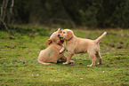 Golden Retriever Puppies