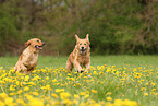 2 Golden Retriever