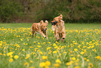 2 Golden Retriever