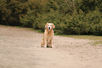 old Golden Retriever