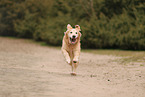 old Golden Retriever