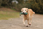 old Golden Retriever