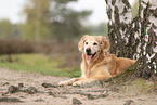 old Golden Retriever