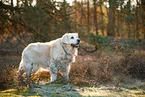 old Golden Retriever