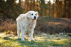 old Golden Retriever