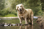 old female Golden Retriever