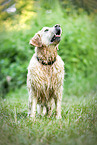 old male Golden Retriever