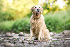 old male Golden Retriever