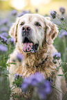 old male Golden Retriever