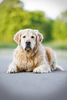 old male Golden Retriever