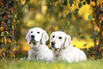 Golden Retrievers