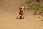 Golden Retriever Puppy