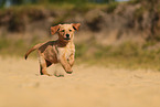 Golden Retriever Puppy