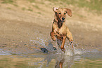 young Golden Retriever