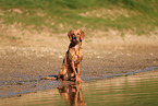 young Golden Retriever